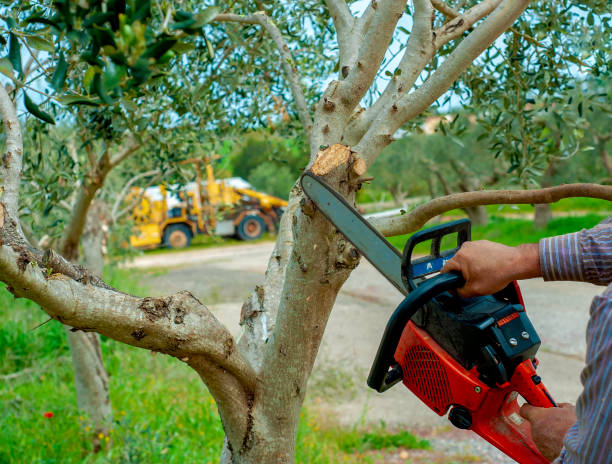 Residential Tree Removal in Hunters Creek, FL